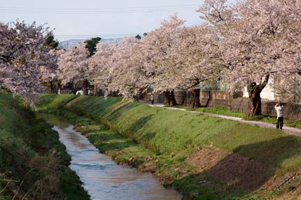 青田川沿いの染井吉野