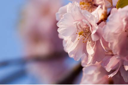 紅八重枝垂れ桜2