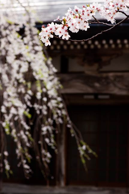 栄恩寺にある桜