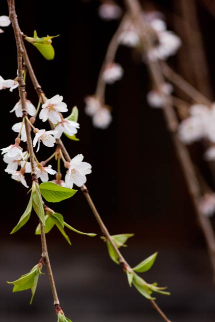 満開を過ぎた枝垂れ桜