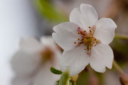 枝垂れ桜の花びら