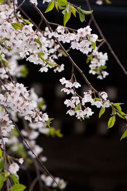 枝垂れ桜