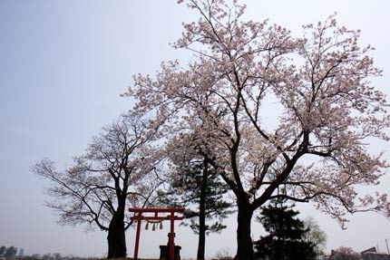 元気に育った染井吉野