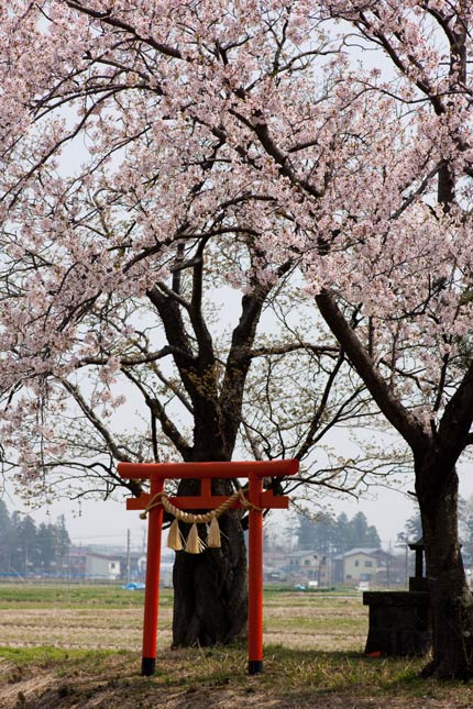 赤い鳥居も桜の中