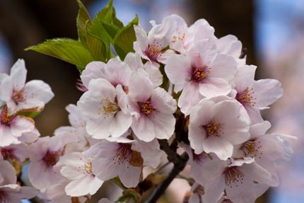 寒桜早咲