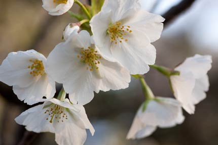 兼六園冬桜