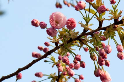 兼六園菊桜