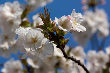 満開となった大島桜