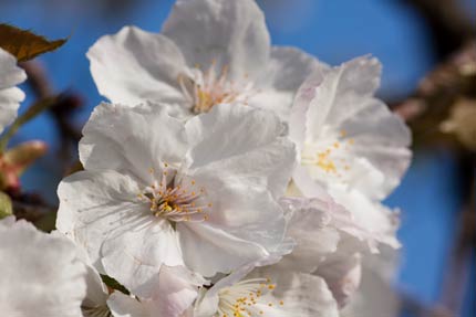 美しい大島桜