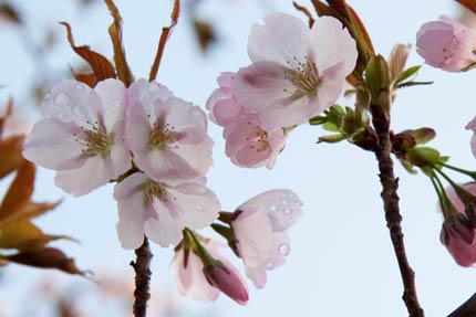 笹部桜