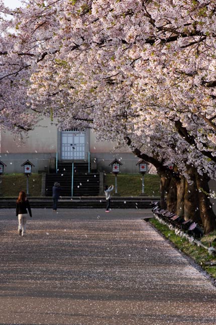 花びら舞う桜並木