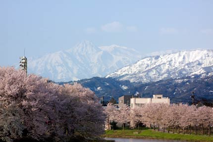 ソメイヨシノと妙高山