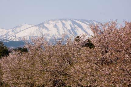 染井吉野と南葉山