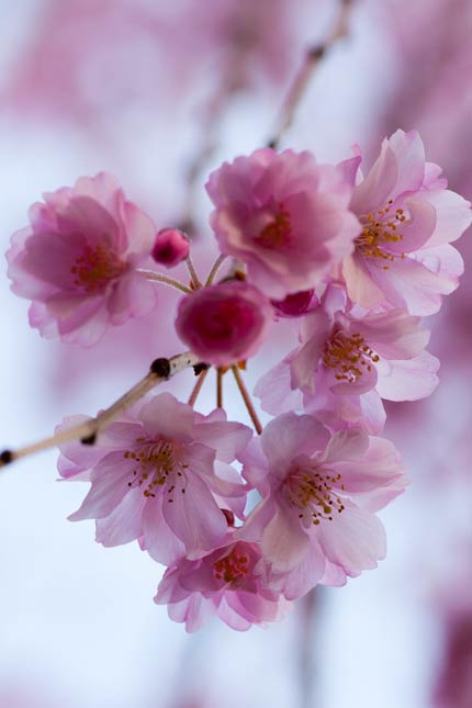 八重紅枝垂れ桜