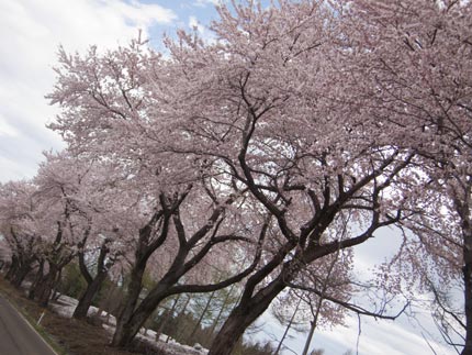 桜並木