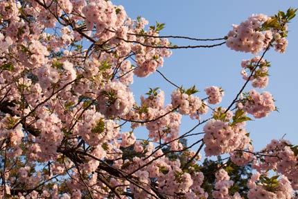 兼六園菊桜