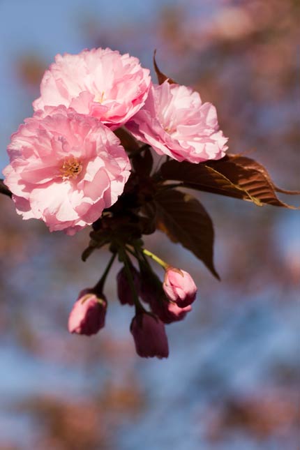 テニスコート脇の八重桜