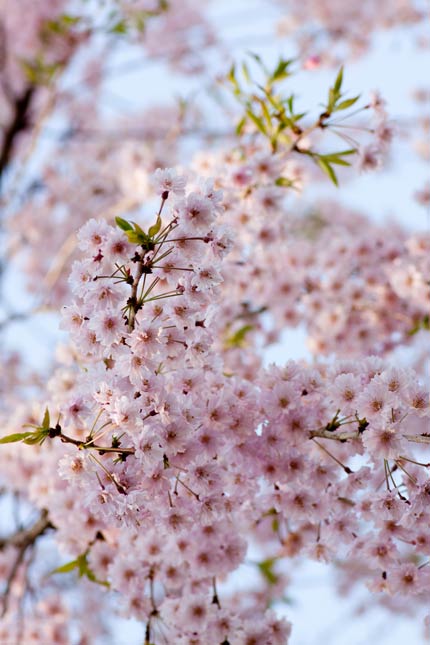 鈴なりの八重桜