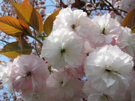 八重桜１