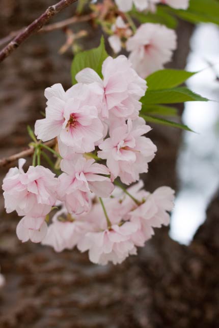 兼六園菊桜