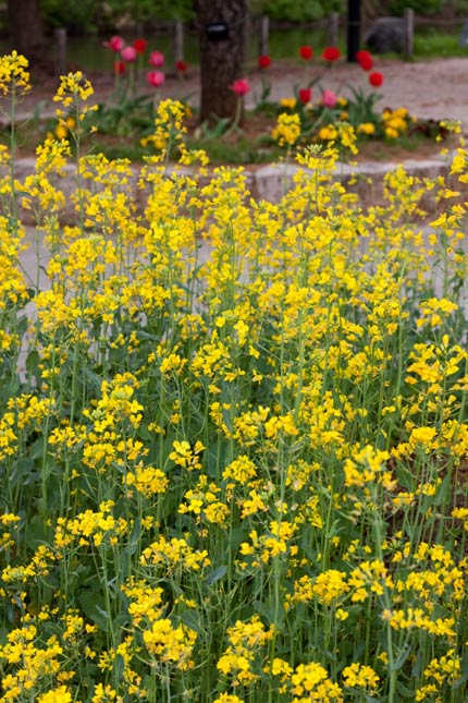 菜の花が咲き、チューリップ