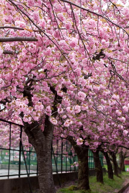 ピンクの八重桜