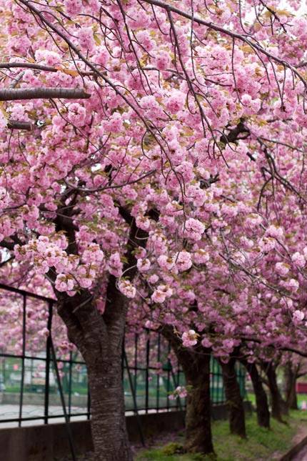 ピンクの八重桜