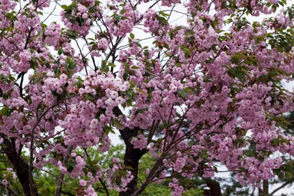 佐野菊