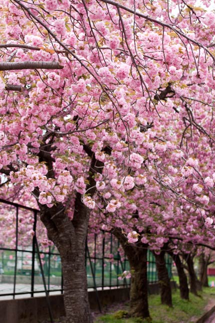 テニスコート脇の八重桜