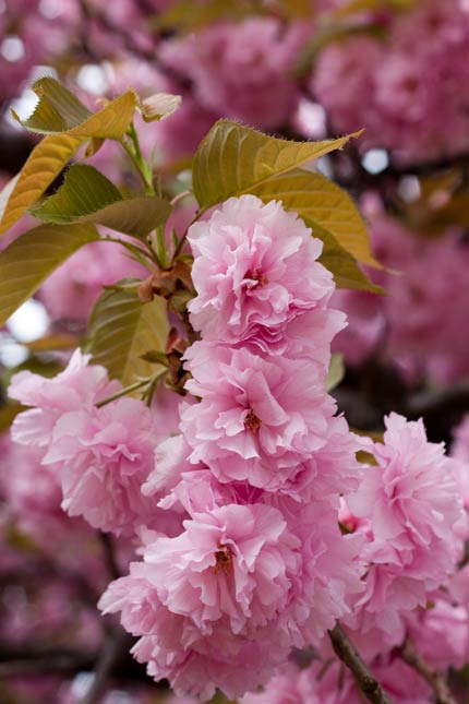 八重桜