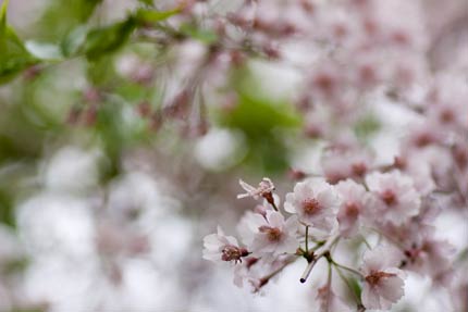 葉桜でも美しい八重紅枝垂れ桜