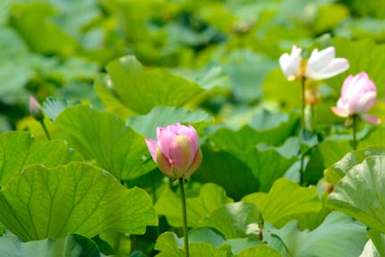 ハスの花