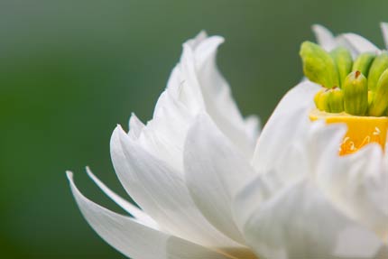 白い蓮の花