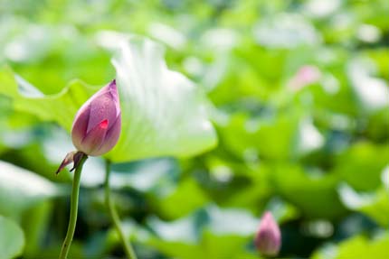 蓮の花は、咲いていませんでした