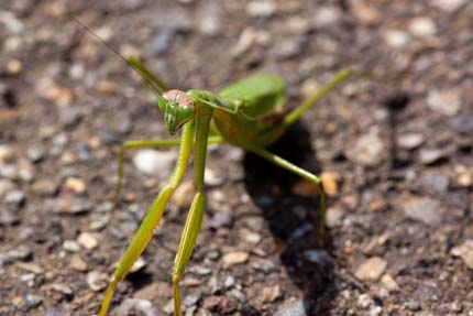 カマキリ