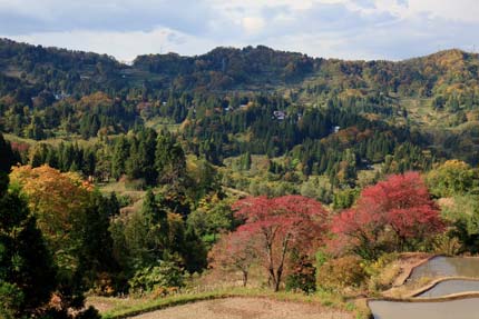 桜の紅葉