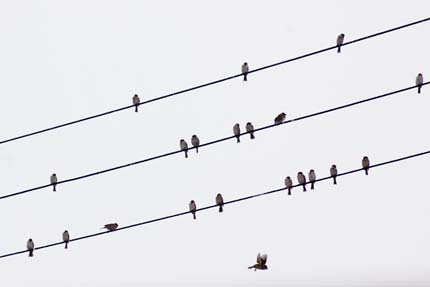 電線にも音符のように雀