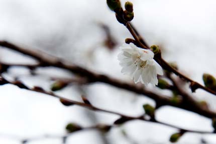 西側外堀の桜