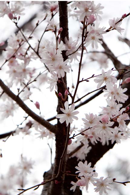 十月桜が5分咲き