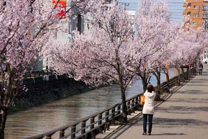 小彼岸桜