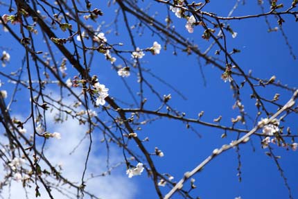 あい企画の桜も開花しました