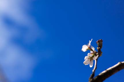 綺麗な桜