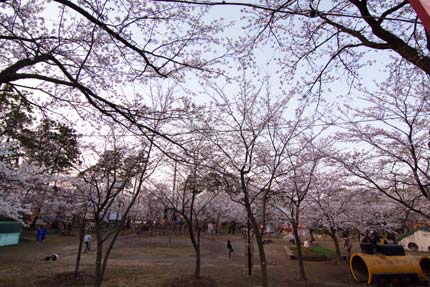 子供達が元気に公園で桜の中を駆け巡って遊んでいました