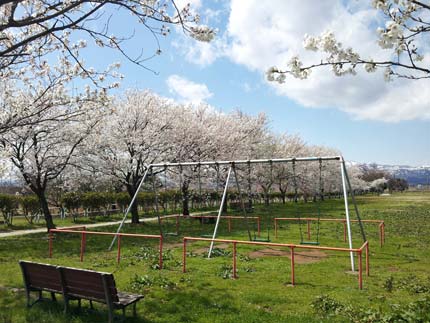 平成町の公園の桜