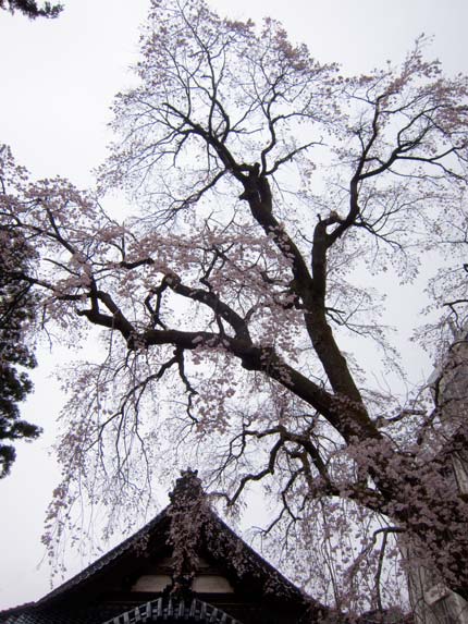 日朝寺の枝垂れ桜