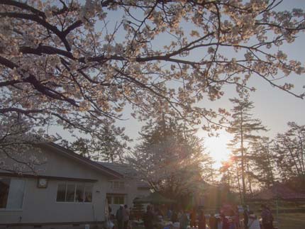 夕日に輝くサクラ