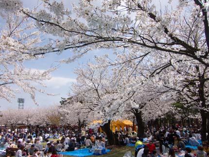 今年一番の花見日和