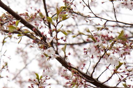 桜は大部分散ってしまっていました