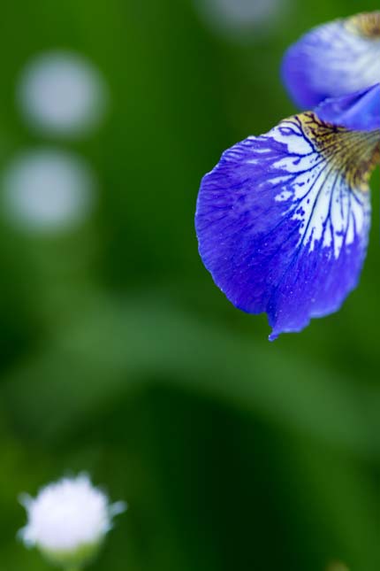 春紫苑と菖蒲