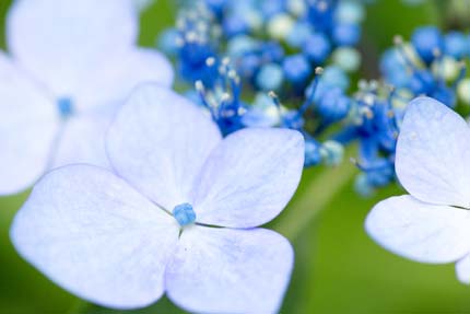 額紫陽花